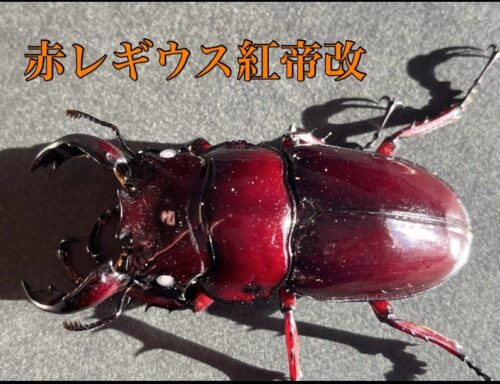 レギウスオオツヤクワガタ