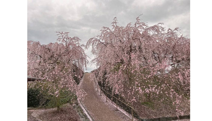 桜