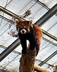 レッサーパンダ