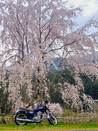 枝垂桜